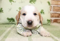 Bear, a male Basset Hound for sale in Paris, TX – Photo 4 of 4