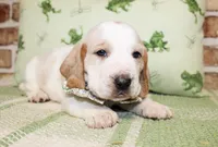 Bear, a male Basset Hound for sale in Paris, TX – Photo 1 of 4