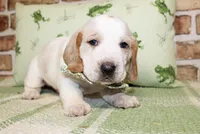 Bear, a male Basset Hound for sale in Paris, TX – Photo 3 of 4