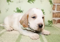 Bear, a male Basset Hound for sale in Paris, TX – Photo 2 of 4