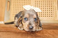 Emmie, a female Basset Hound for sale in Paris, TX – Photo 4 of 5