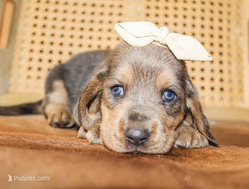 Emmie, a female Basset Hound for sale in Paris, TX – Photo 1 of 5