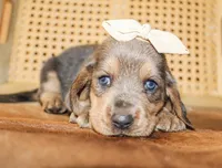 Emmie, a female Basset Hound for sale in Paris, TX – Photo 1 of 5