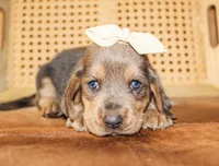 Emmie, a female Basset Hound for sale in Paris, TX – Photo 2 of 5
