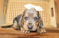 Emmie, a female Basset Hound for sale in Paris, TX – Photo 3 of 5