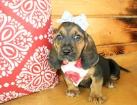 Sandy, a female Basset Hound for sale in Paris, TX – 4 of 4