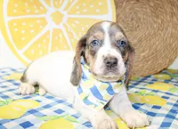 Duke, a male Basset Hound for sale in Paris, TX – 3 of 3