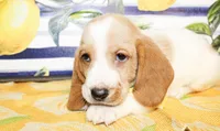 Sunny, a male Basset Hound for sale in Paris, TX – 3 of 3