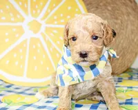 Charlie, a male Miniature Goldendoodle for sale in Paris, TX – 4 of 4