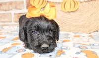 Tansy, a female Miniature Labradoodle for sale in Paris, TX – Photo 4 of 5