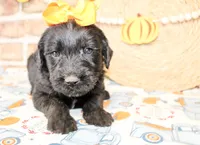 Tansy, a female Miniature Labradoodle for sale in Paris, TX – Photo 5 of 5