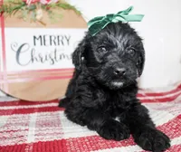 Tansy, a female Miniature Labradoodle for sale in Paris, TX – Photo 2 of 5