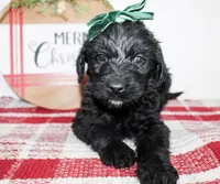 Tansy, a female Miniature Labradoodle for sale in Paris, TX – Photo 1 of 5