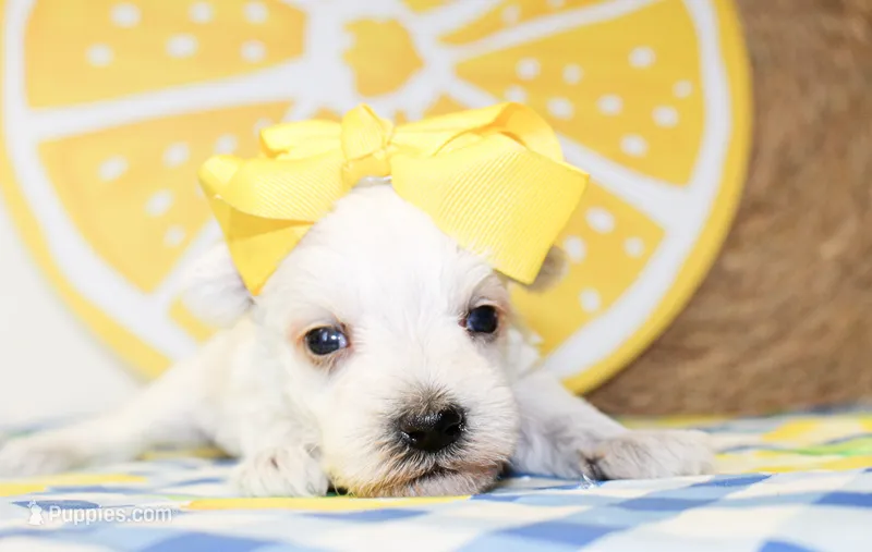 Dixie – Miniature Schnauzer puppy for sale in Paris, TX