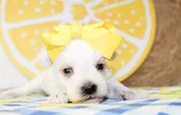 Dixie, a female Miniature Schnauzer for sale in Paris, TX – 1 of 4