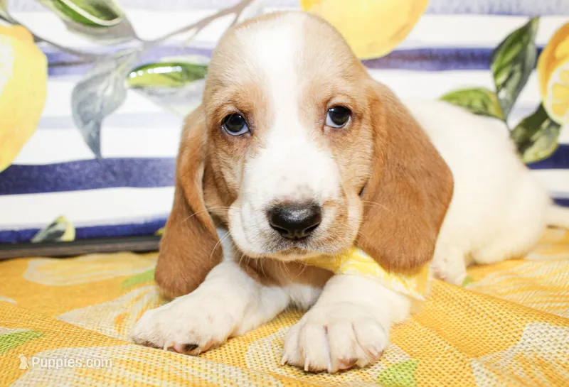 Sunny – Basset Hound puppy for sale in Paris, TX