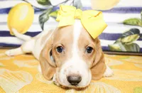 Tillie, a female Basset Hound for sale in Paris, TX – 3 of 3