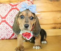 Sassy, a female Basset Hound for sale in Paris, TX – 5 of 5