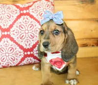 Sassy, a female Basset Hound for sale in Paris, TX – 1 of 5