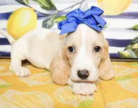 Sassy, a female Basset Hound for sale in Paris, TX – 5 of 5