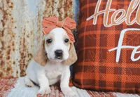 Dixie, a female Basset Hound for sale in Paris, TX – Photo 1 of 3