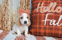 Dixie, a female Basset Hound for sale in Paris, TX – Photo 3 of 3