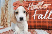 Dixie, a female Basset Hound for sale in Paris, TX – Photo 2 of 3