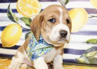 Duke, a male Basset Hound for sale in Paris, TX – 2 of 3