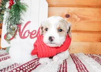 Sunny, a male Miniature Goldendoodle for sale in Paris, TX – Photo 2 of 3