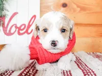 Sunny, a male Miniature Goldendoodle for sale in Paris, TX – Photo 1 of 3