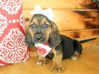 Sandy, a female Basset Hound for sale in Paris, TX – 3 of 4