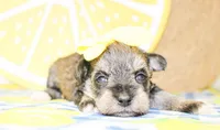 Gracie, a female Miniature Schnauzer for sale in Paris, TX – 4 of 4