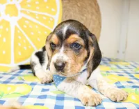 Teddy, a male Basset Hound for sale in Paris, TX – 4 of 5