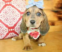 Sassy, a female Basset Hound for sale in Paris, TX – 4 of 5