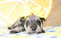 Darla, a female Miniature Schnauzer for sale in Paris, TX – 4 of 4