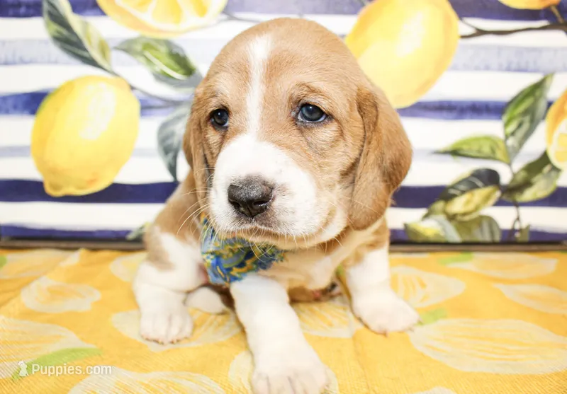 Duke – Basset Hound puppy for sale in Paris, TX