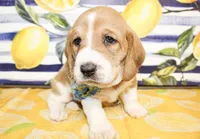Duke, a male Basset Hound for sale in Paris, TX – 1 of 3
