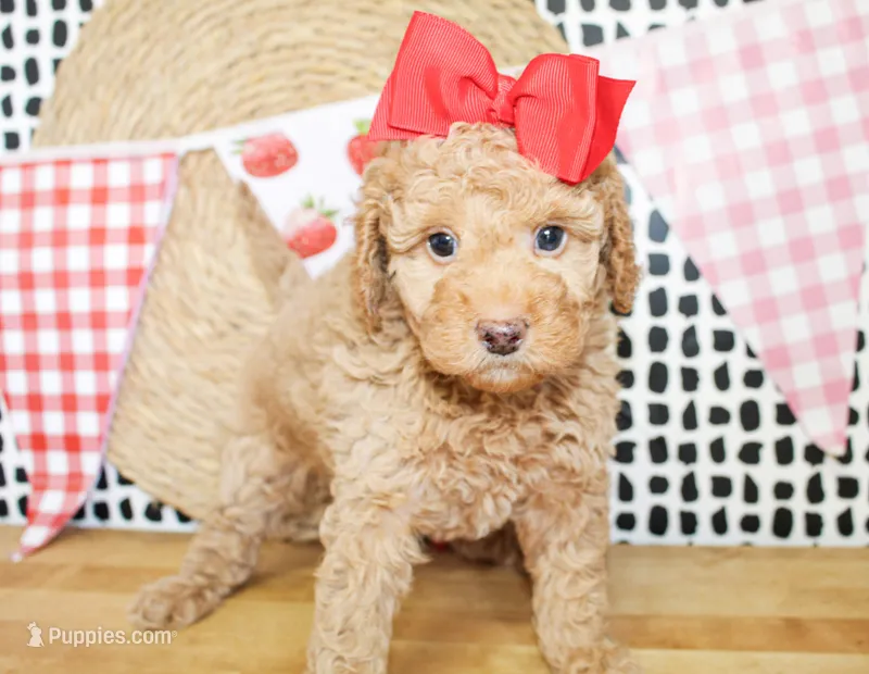 Dixie – Miniature Goldendoodle puppy for sale in Paris, TX