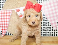 Dixie, a female Miniature Goldendoodle for sale in Paris, TX – 1 of 4