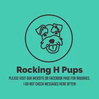 Jax, a male Miniature Schnauzer for sale in Paris, TX – Photo 3 of 3