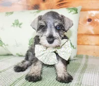 Jax, a male Miniature Schnauzer for sale in Paris, TX – Photo 1 of 3