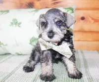 Jax, a male Miniature Schnauzer for sale in Paris, TX – Photo 2 of 3