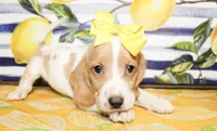 Tillie, a female Basset Hound for sale in Paris, TX – 1 of 3