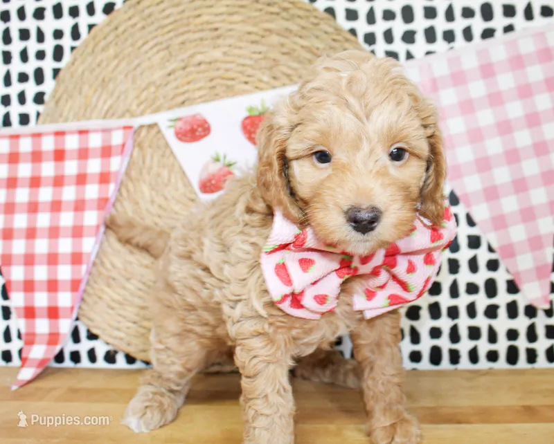 Finn – Miniature Goldendoodle puppy for sale in Paris, TX
