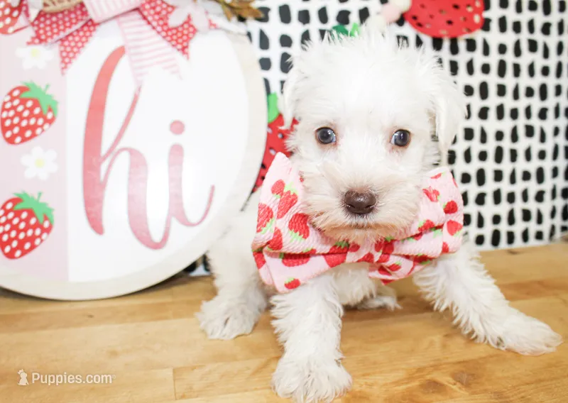 Liam – Miniature Schnauzer puppy for sale in Paris, TX