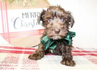 Rover, a male Miniature Schnauzer for sale in Paris, TX – Photo 2 of 2