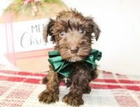 Rover, a male Miniature Schnauzer for sale in Paris, TX – Photo 1 of 2