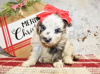 Molly, a female Pomeranian for sale in Paris, TX – Photo 2 of 2