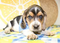 Teddy, a male Basset Hound for sale in Paris, TX – 2 of 5
