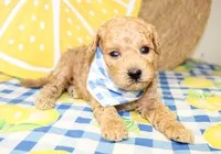 Cooper, a male Miniature Goldendoodle for sale in Paris, TX – 4 of 5